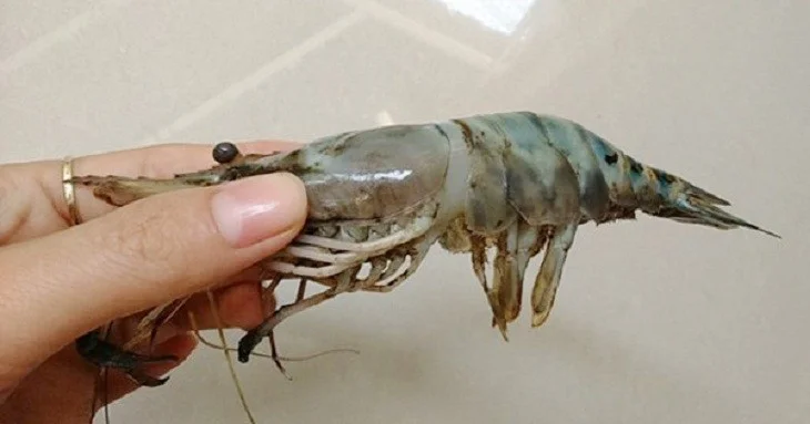 Bệnh đóng rong trên tôm: Dấu hiệu nhận biết và giải pháp xử lý triệt để
